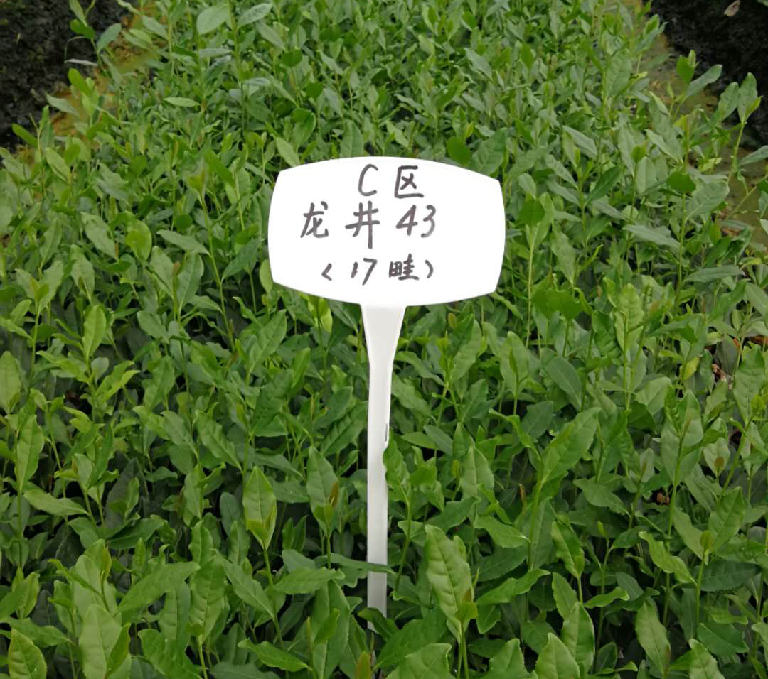 雨量對(duì)茶葉的影響？